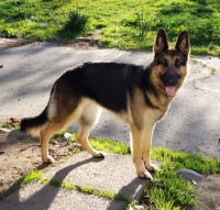 Shyane - German Shepherd Dog Breeder German Shepherd Dog breeder