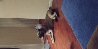 Cane Corso thumbnail