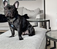 Mark - French Bulldog Stud