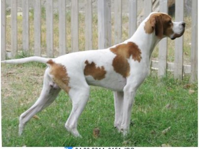 Pointer Breeder 29450