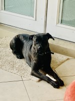 Mika McBride - Cane Corso Stud