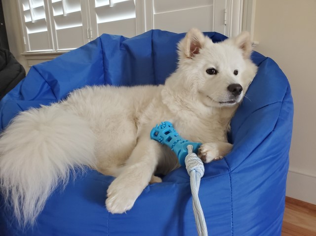 Samoyed Stud 29262