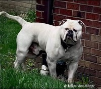 VIP Bulldogs American Bulldog breeder