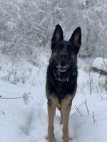 Steven Reichard - German Shepherd Dog Stud