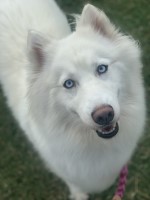 Huff - Siberian Husky Breeder Siberian Husky breeder