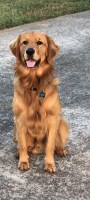 Allie Long - Golden Retriever Stud