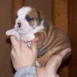 English Bulldog Breeder 25551