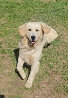 Elliston's Golden Retrievers