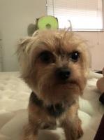 Alexandra - Yorkshire Terrier Stud