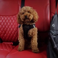 Renee - Poodle Miniature Stud