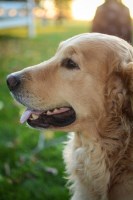 Erica Ullom - Golden Retriever Stud