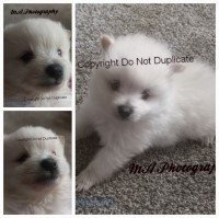 SCPoms4Sale Pomeranian breeder