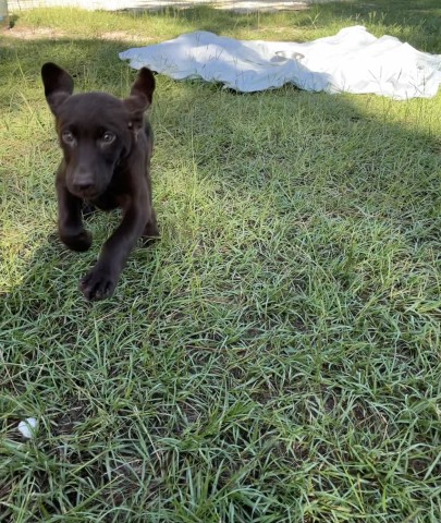 Labrador Retriever Breeder 18026