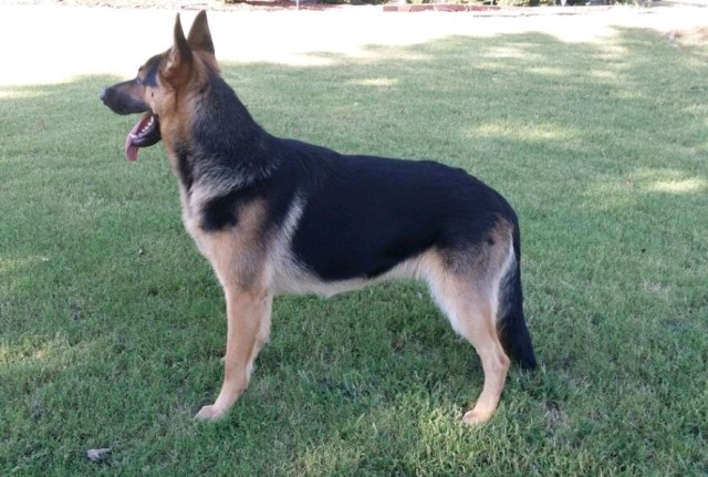 German Shepherd Dog Stud 27298