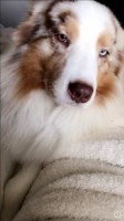 Crystal - Australian Shepherd Dog Stud