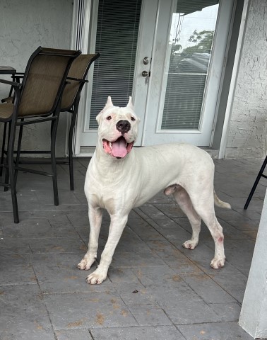 Dogo Argentino Stud 31349