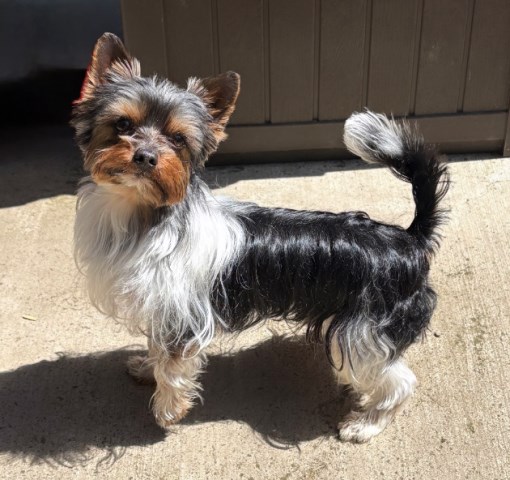 Yorkie Wonderland