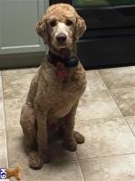 Deb Paradis - Poodle Standard Stud