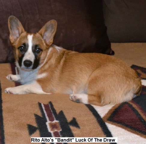 Pembroke Welsh Corgi Breeder 25383