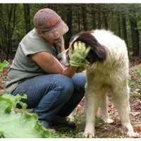Sun In The Beeches Newfoundland Dog breeder
