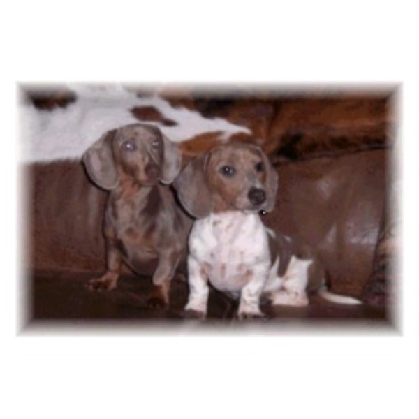 Creamer Creek Kennel, Dachshund Breeder in El Campo, Texas