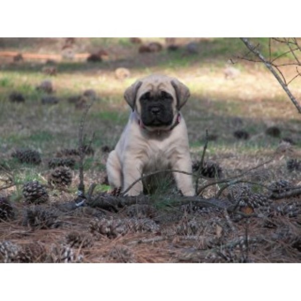 Mastiff Breeder 23605