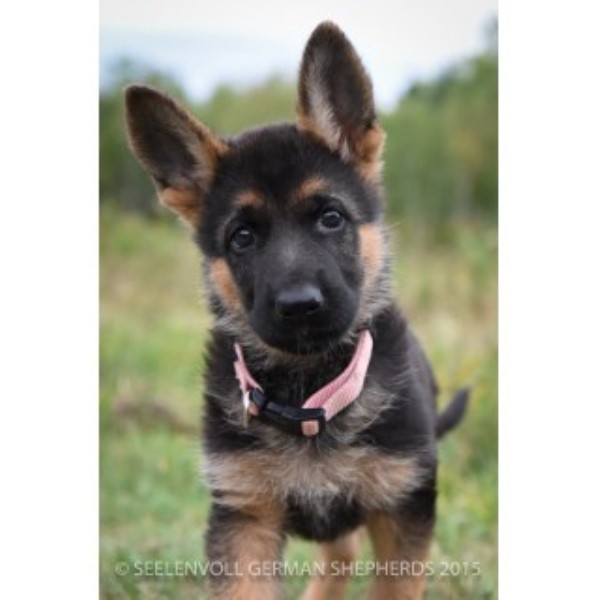 Seelenvoll German Shepherds