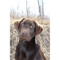 Kettle River Labs Labrador Retriever breeder