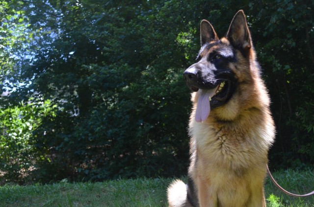 Von Schönen Träumen German Shepherds