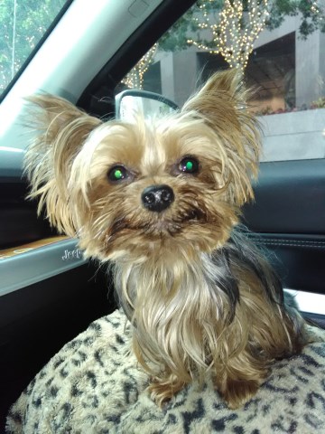 Yorkshire Terrier Stud 26899