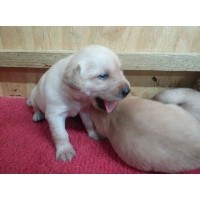 Leetogreenworld Labrador Retriever breeder