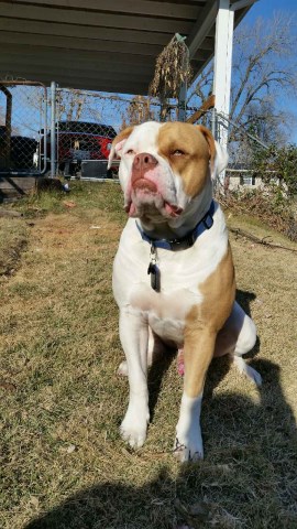 American Bulldog Stud 25860