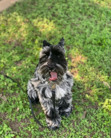 Miniature Schnauzer Stud 30890