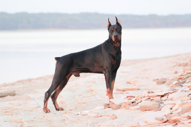 Doberman Pinscher Stud 31778