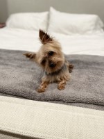 Janeva - Yorkshire Terrier Stud