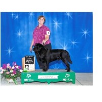 Brockdorff Labradors Labrador Retriever breeder