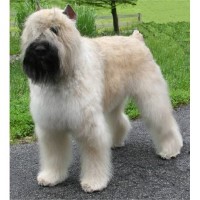 Bouvier Des Flandres thumbnail