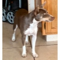 1987 Rat Terrier breeder
