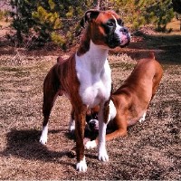 SubZero Boxers Boxer breeder