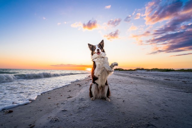 Border Collie Stud 30398