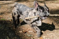 Kam - French Bulldog Stud