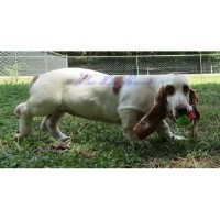 Blue Line Bassets Basset Hound breeder