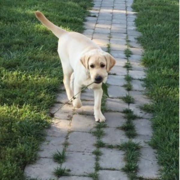 Sunny Creek Labs, Labrador Retriever Breeder in Greenville ...