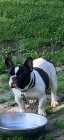 Andre griffin - French Bulldog Stud