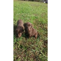 Keiths Krooked Kreek Kennels Labrador Retriever breeder