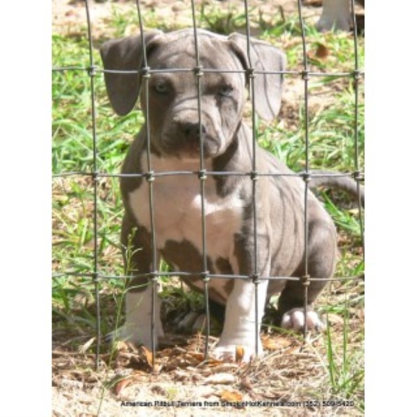 American Pit Bull Terrier Breeder 23647