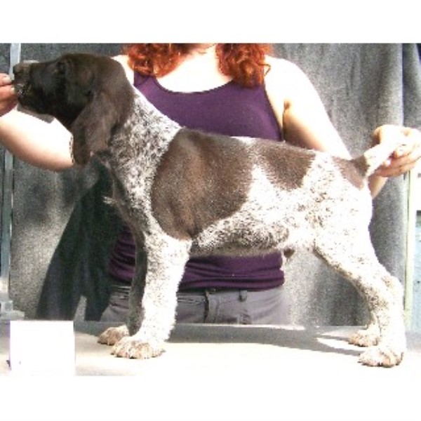 German Wirehaired Pointer Breeder 22426