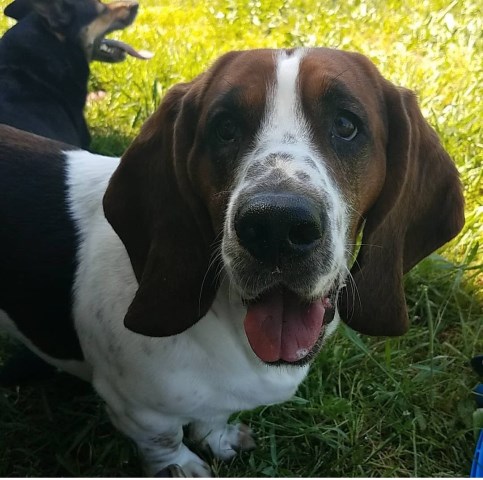 Basset Hound Stud 26113