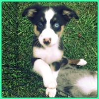Gethsemane Mountain Ranch Australian Shepherd Dog breeder