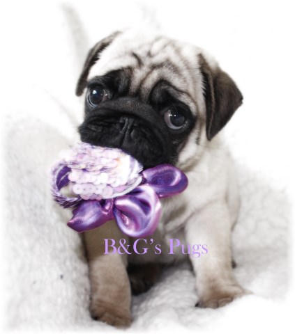 Pug Breeder 18211